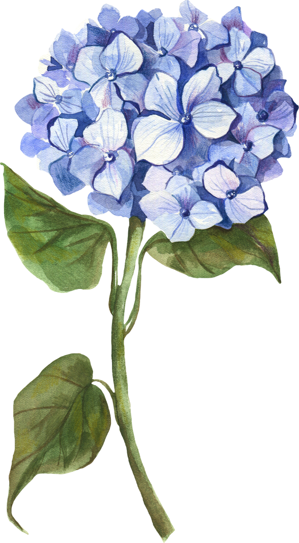 Watercolor Hydrangea flower clipart.