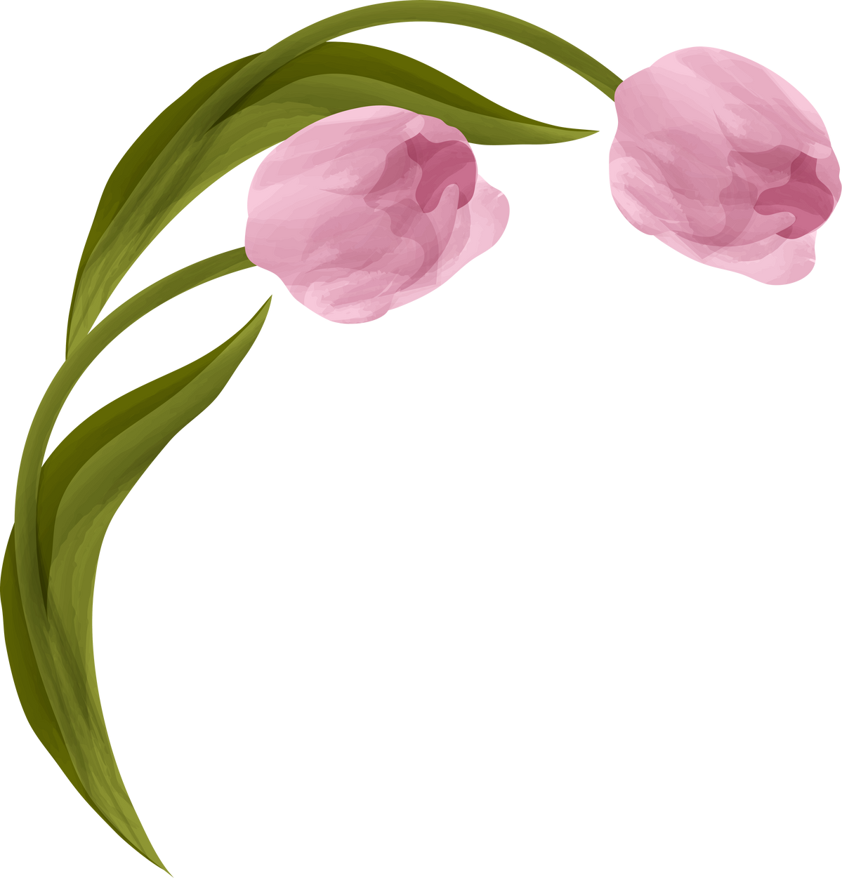 Pink Tulips Illustration