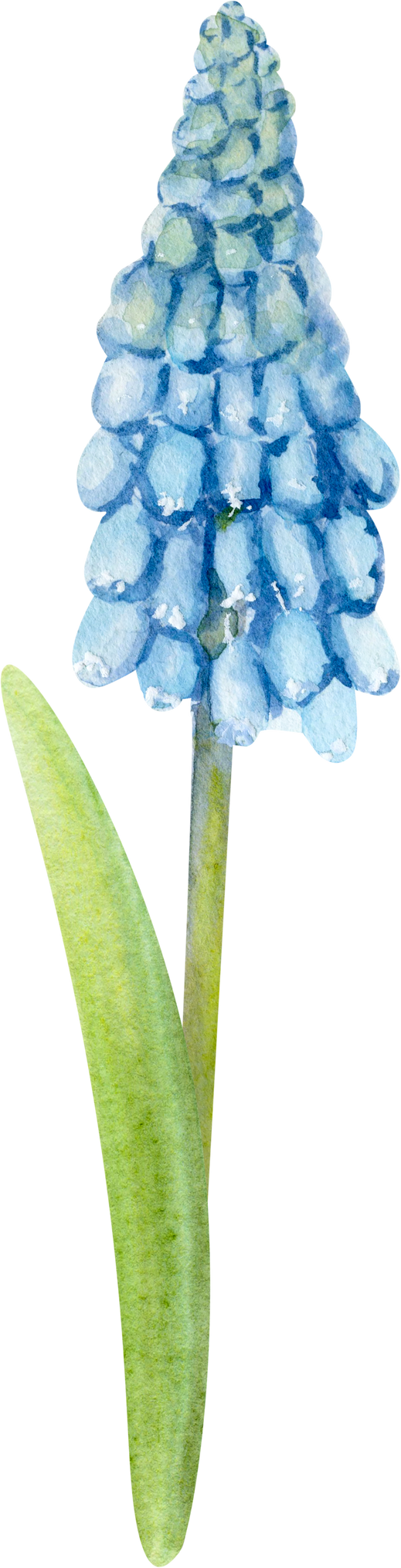 Hand Drawn Watercolor Spring Flower Muscari