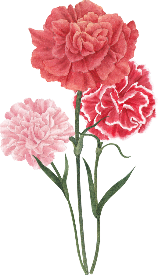 Carnation Bouquet Watercolor Illustration