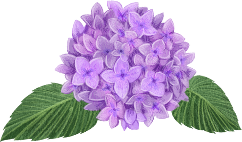 Hydrangea Flower Illustration