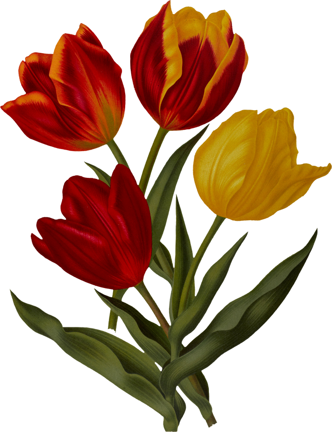 Red tulip flower