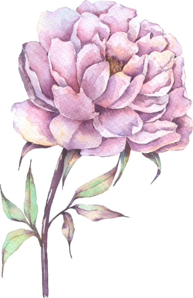 Violet Peony flower, Autumn flower watercolor