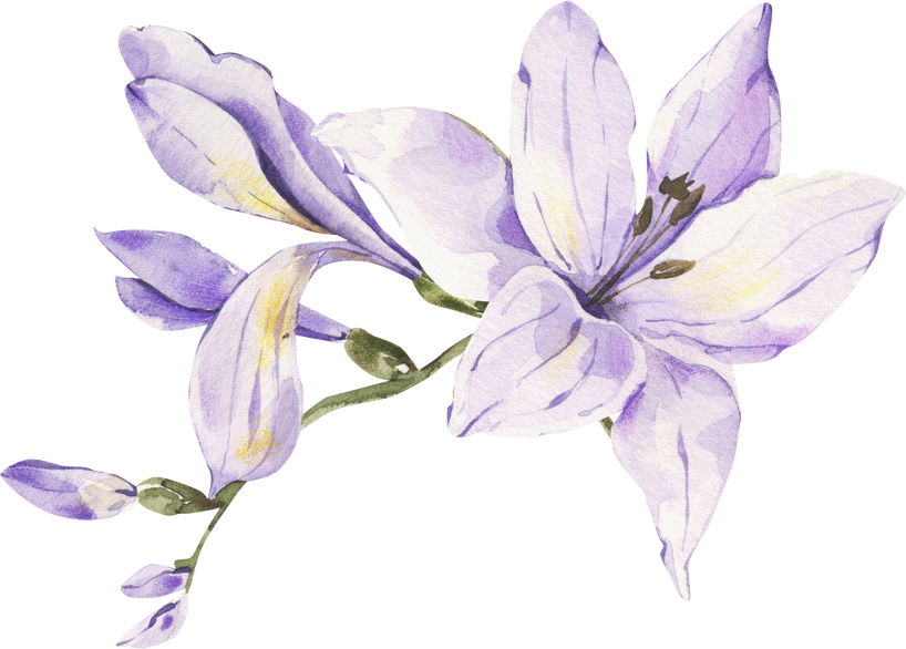 Watercolor violet freesia clipart. Botanical illustration.