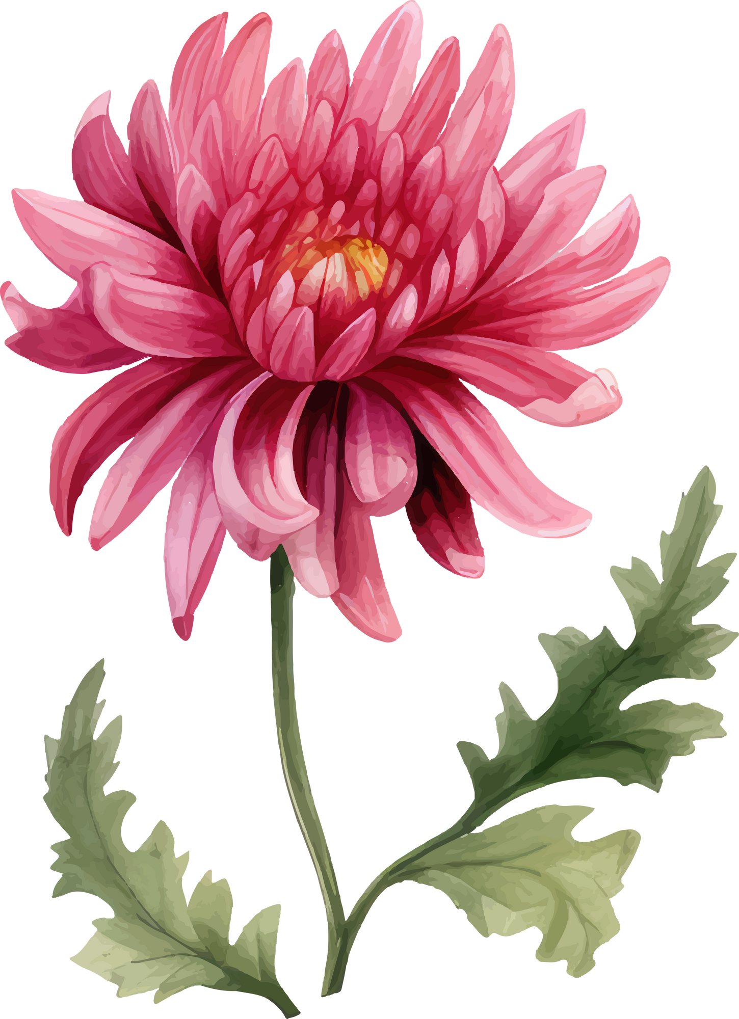 Vintage Chrysanthemum Flower Watercolor