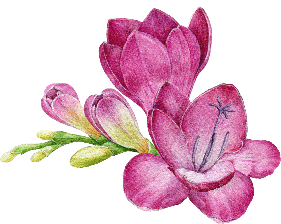 Bright pink freesia flower watercolor illustration