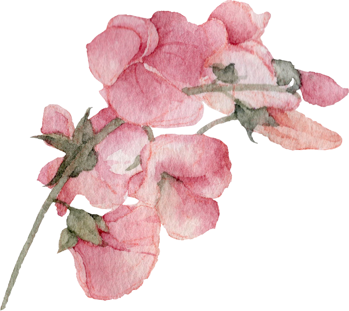 Sweet pea watercolor