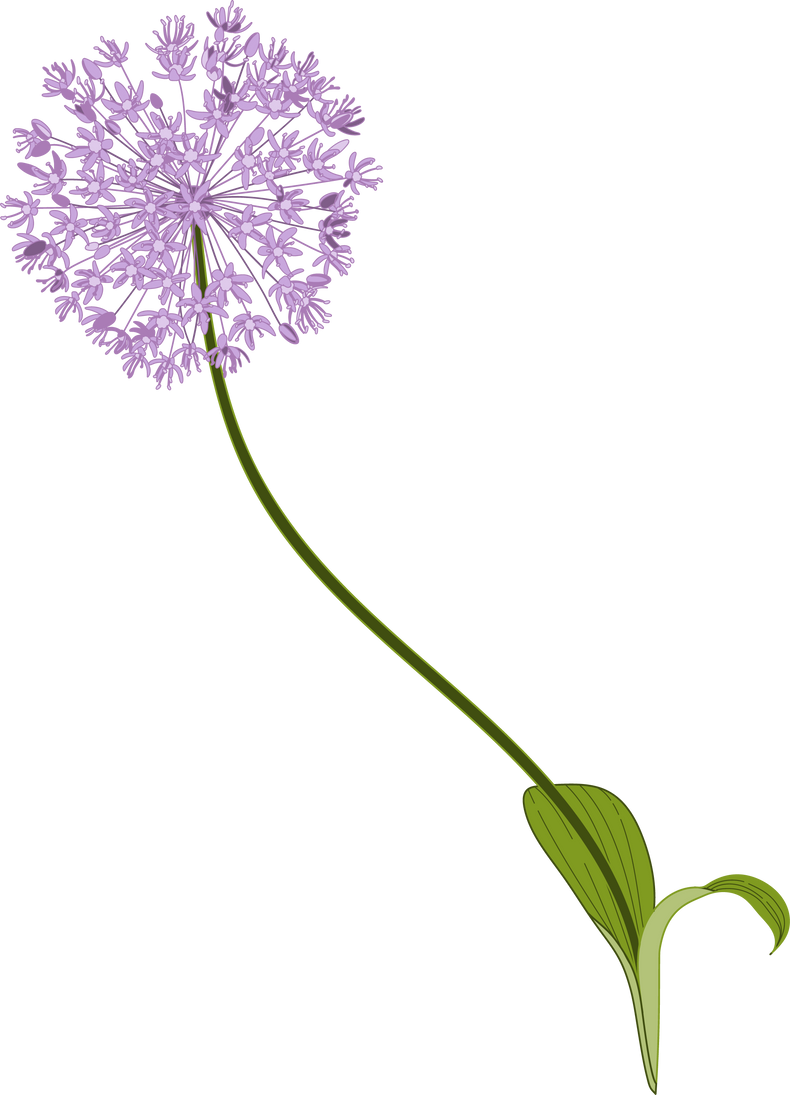 Allium Sensation Purple 2