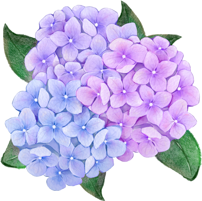 Watercolor hydrangea hand drawn