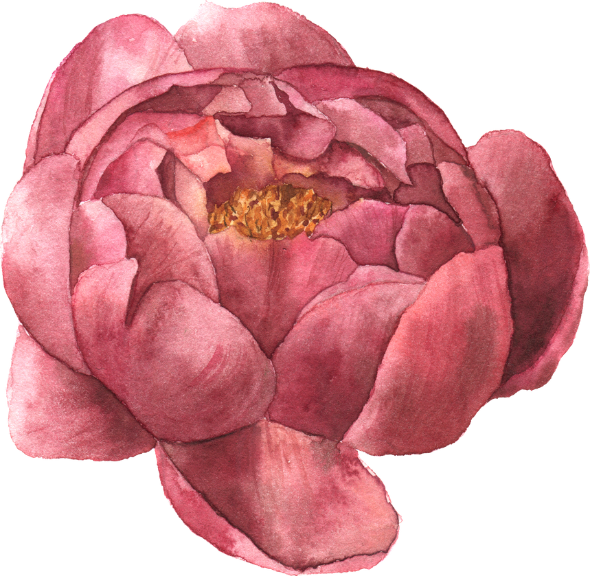 Peony Flower Illustration