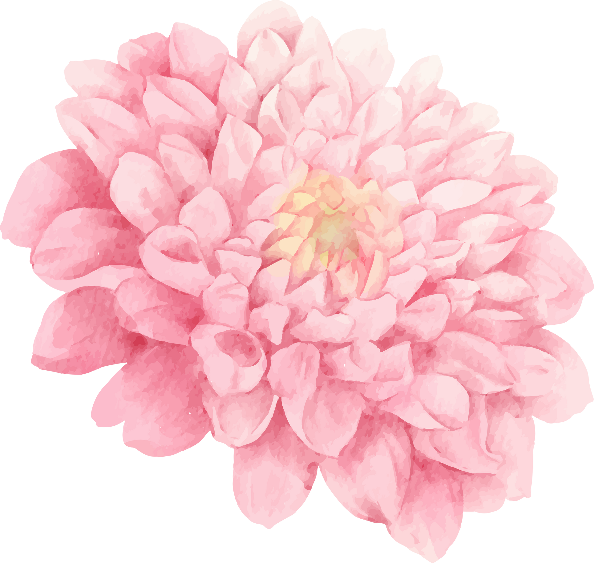 Chrysanthemums Pink