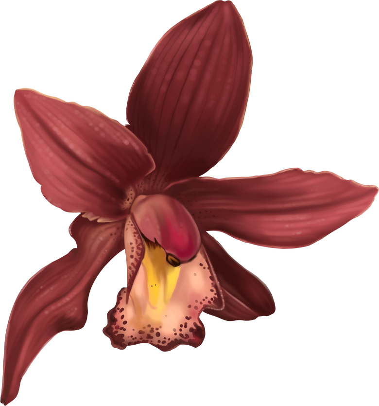 Watercolor orchid cymbidium. A red flower