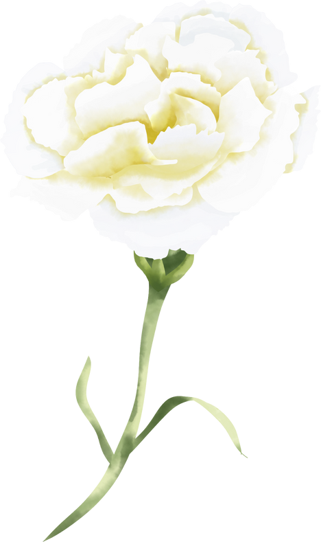 White Carnation Flower