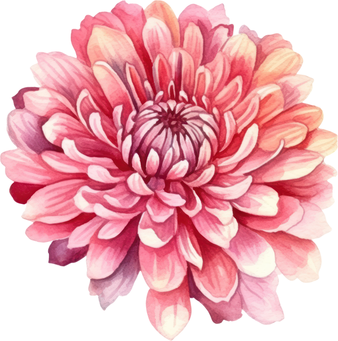 Pink Flower Chrysanthemum Watercolor