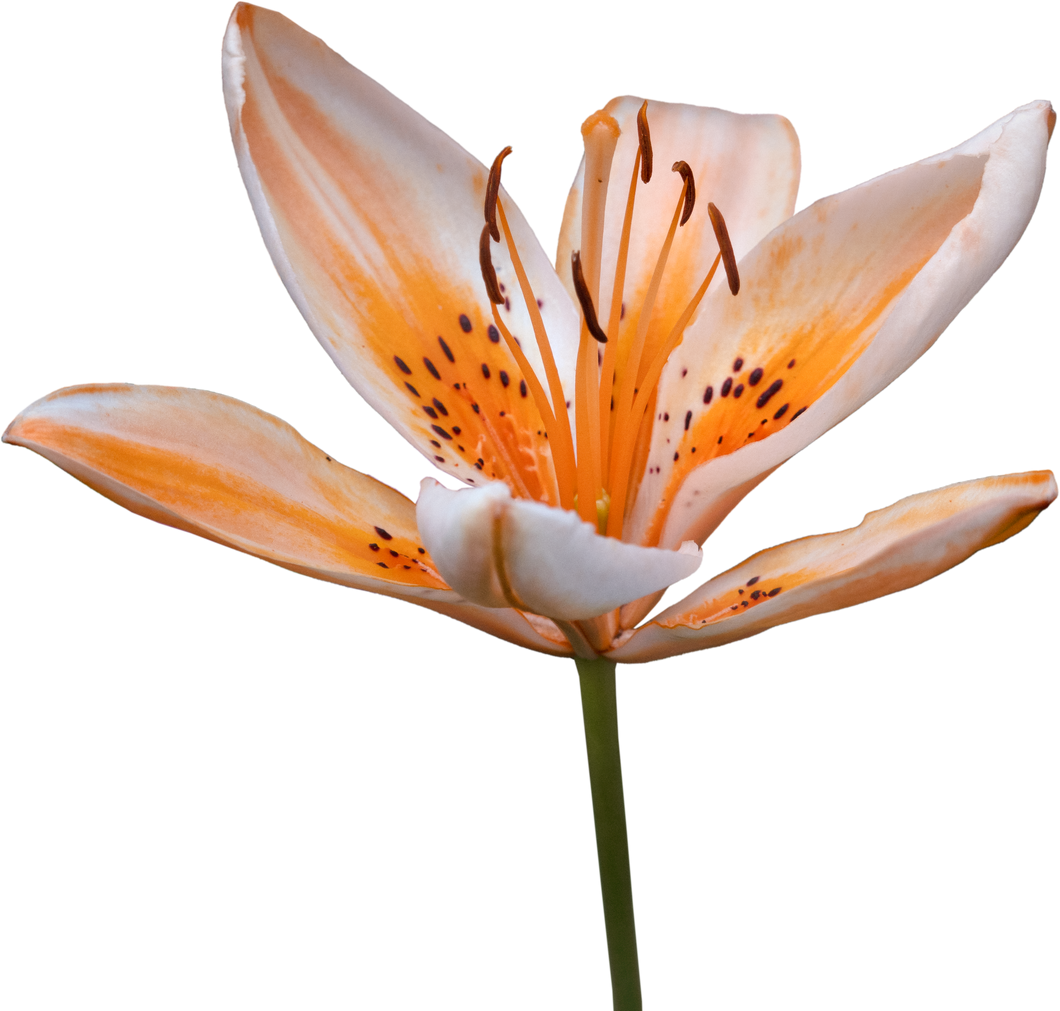 Lilium