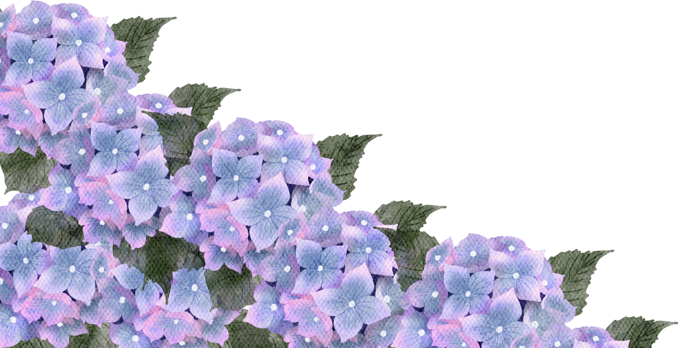 Hydrangea Watercolor flowers