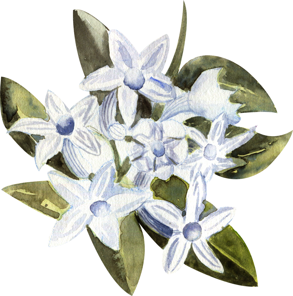 Flowers and leaves of stephanotis in watercolor