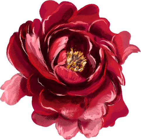 Burgundy peony. Marsala flowers.Red botanical