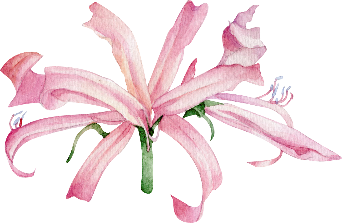 Pink nerine flower hand drawn watercolor