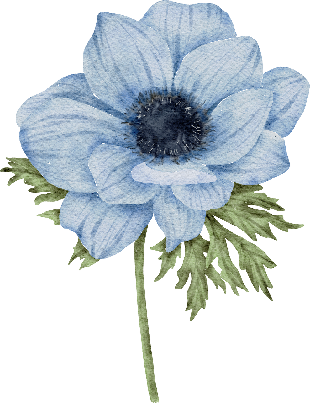 Watercolor Anemone Flower 