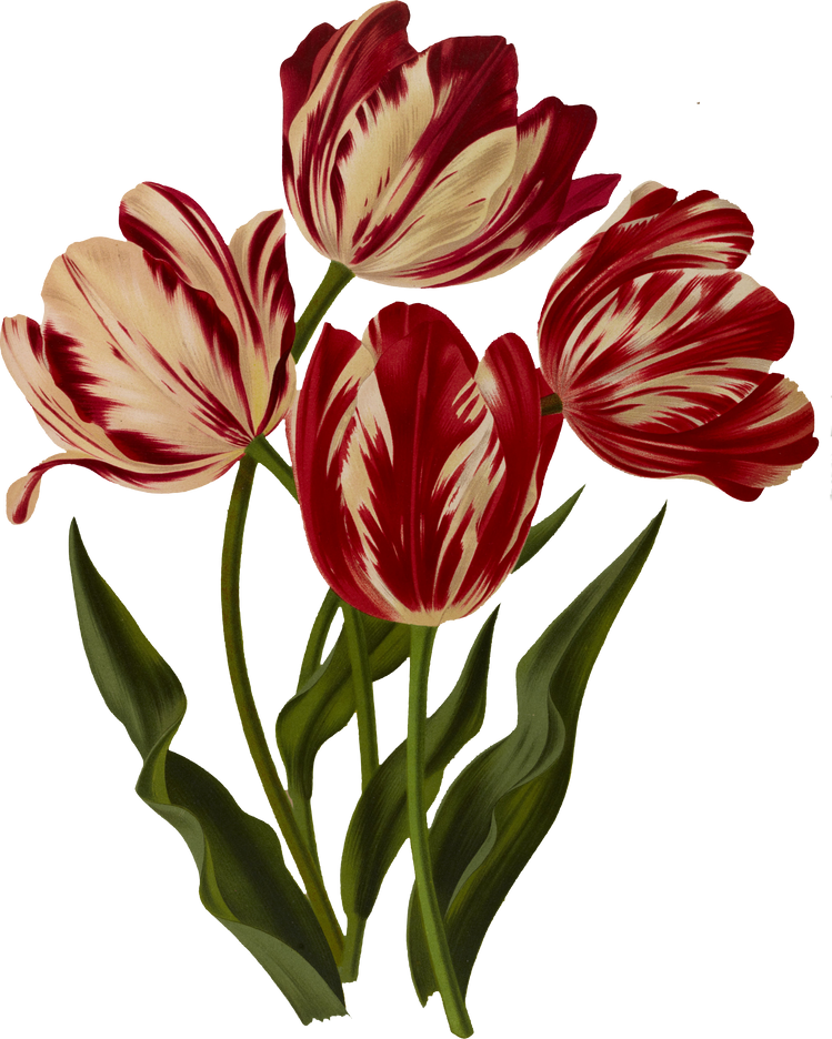 Rose tulip flower