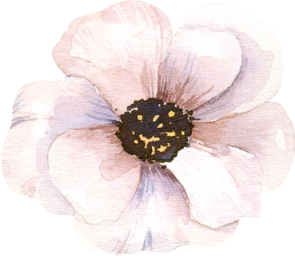 Pale pink flower anemone