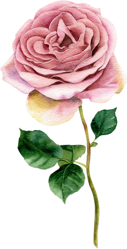 pink rose watercolor