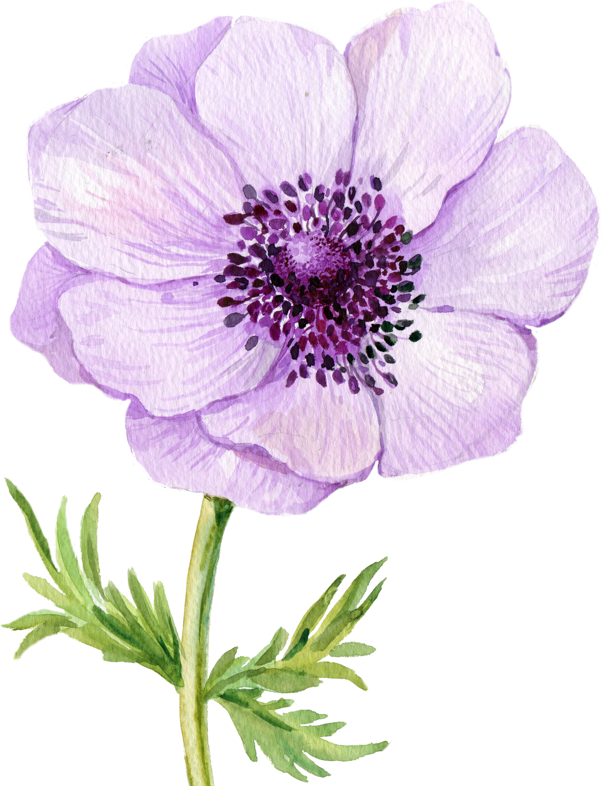 anemone flower watercolor