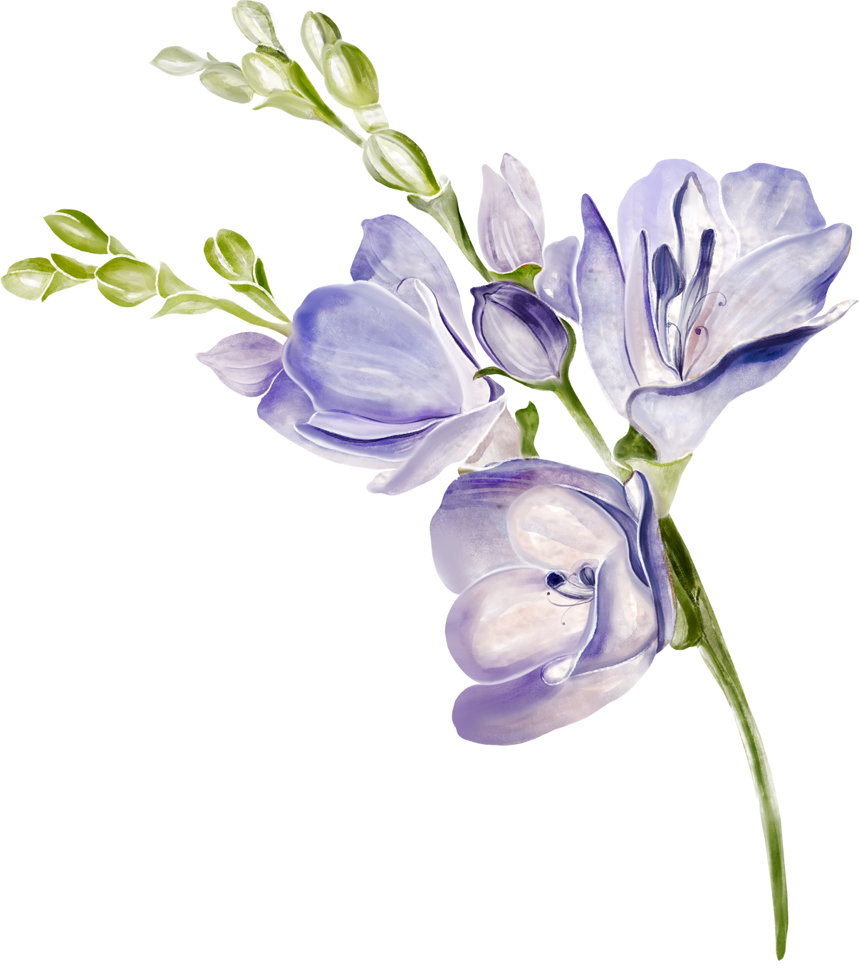 Watercolor element of freesia