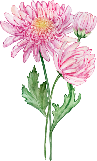 Watercolor bouquet chrysanthemum, november birth month flower