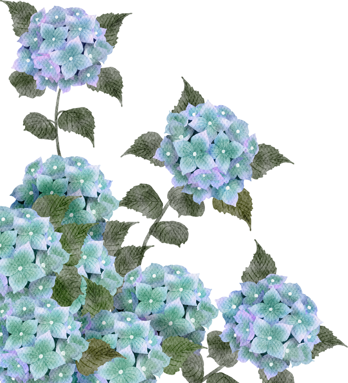 Hydrangea Watercolor flowers