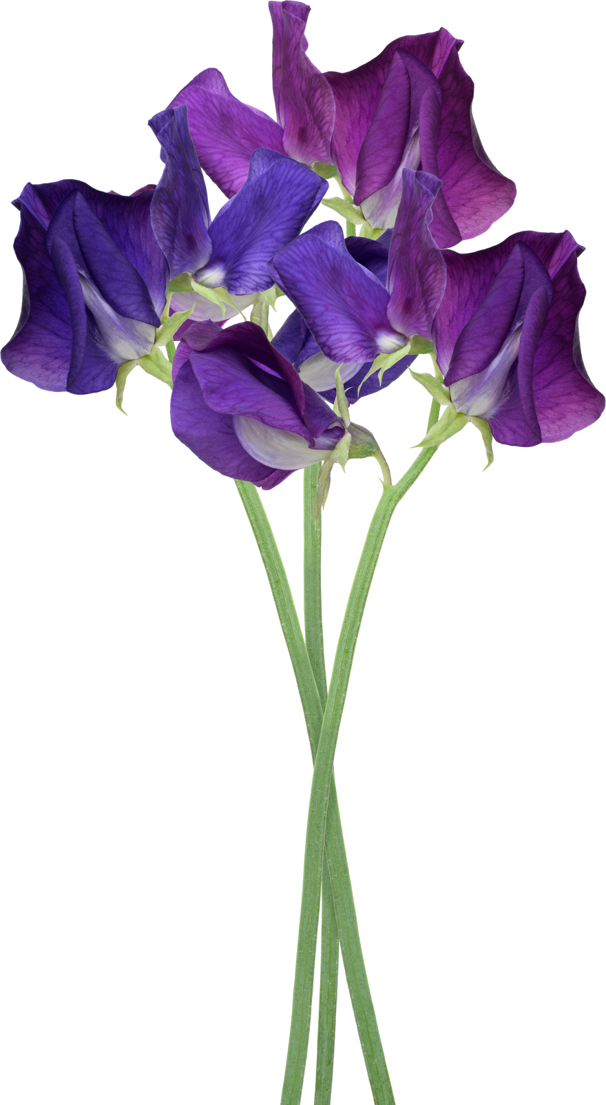 Purple Sweet Pea flower bunch isolated cutout on transparent