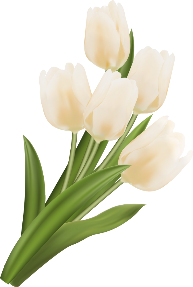 3D realistic plant white tulip flower bouquet