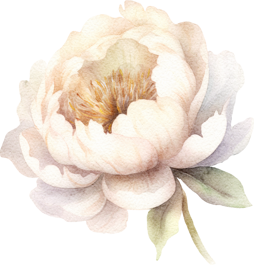 Watercolour White Peony Flower