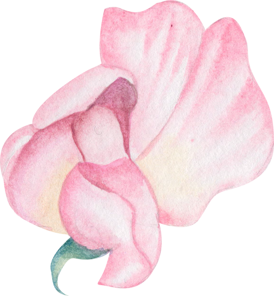 Pink sweet pea watercolor