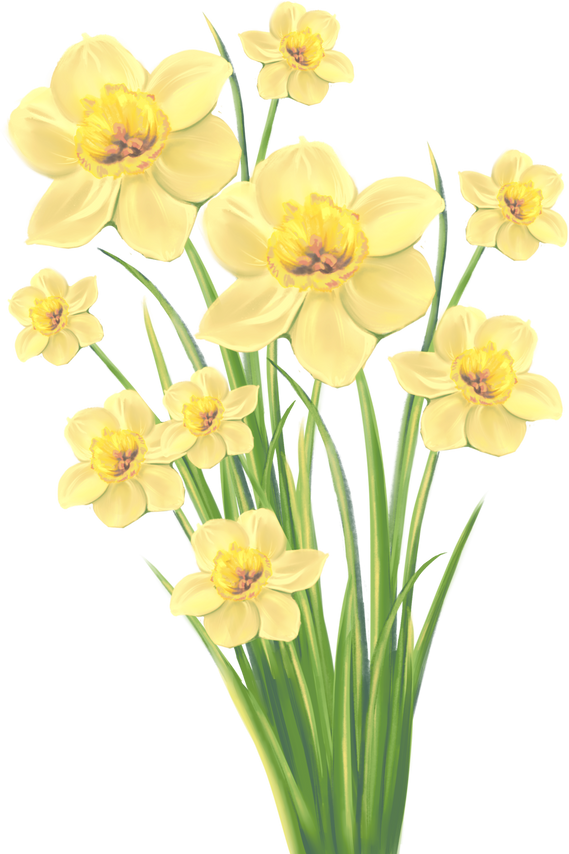 Yellow Daffodils