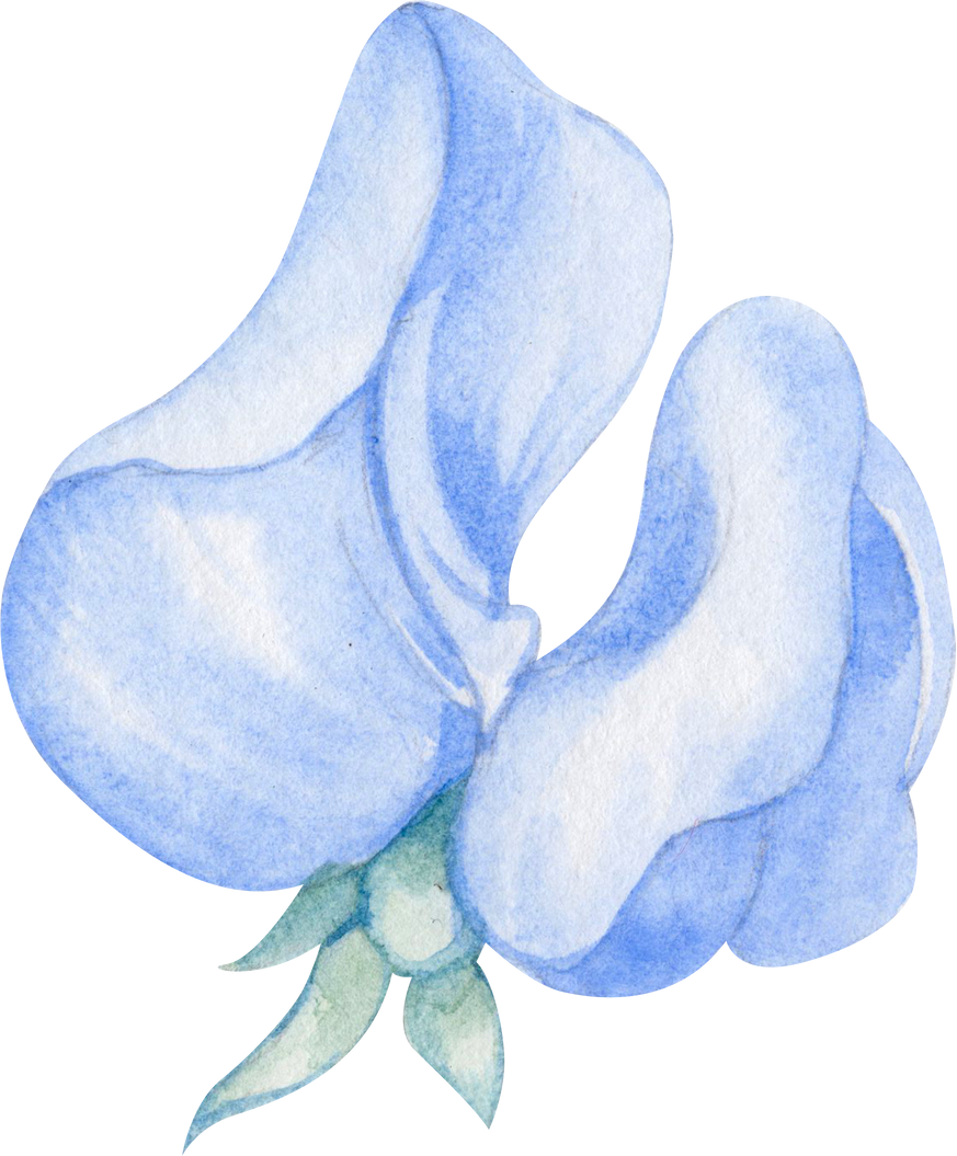 Blue sweet pea watercolor