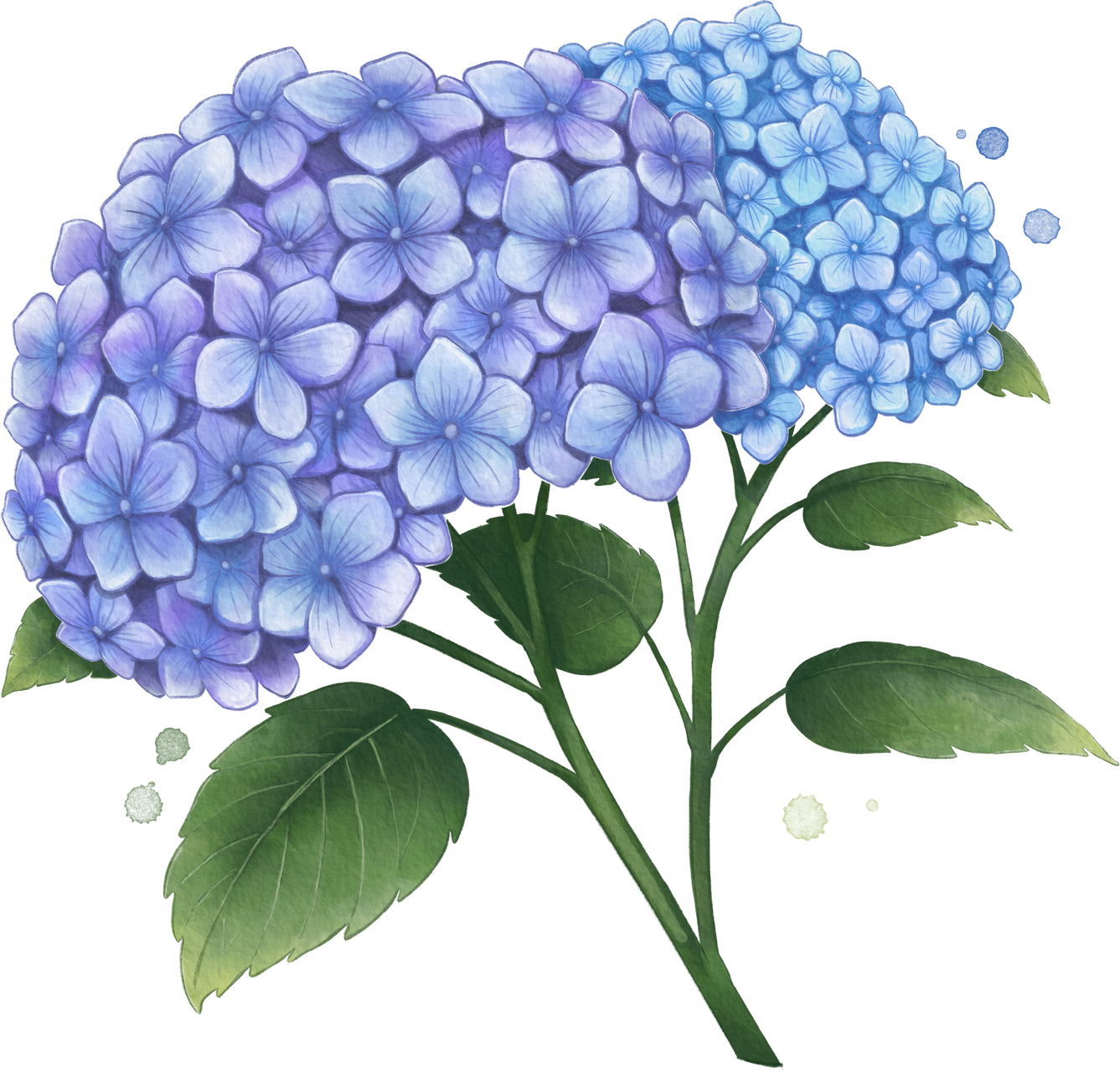 Hydrangea