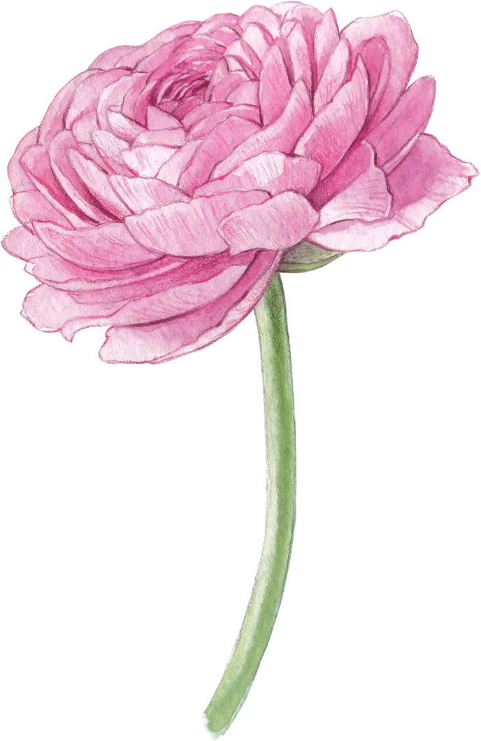 Watercolor pink ranunculus flower illustration