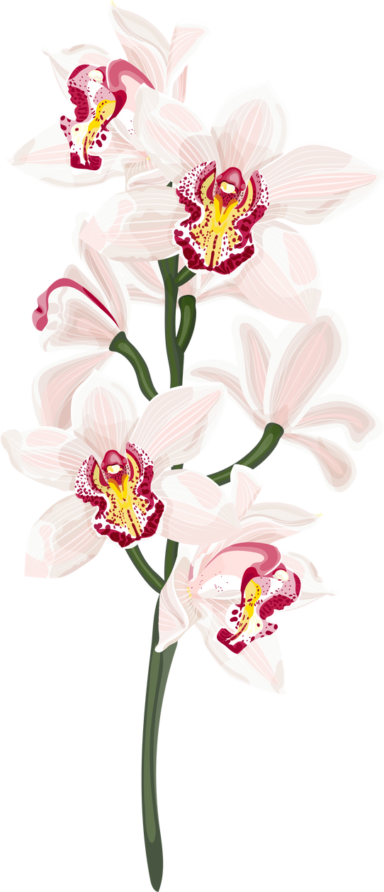 Cymbidium Orchid Flowers