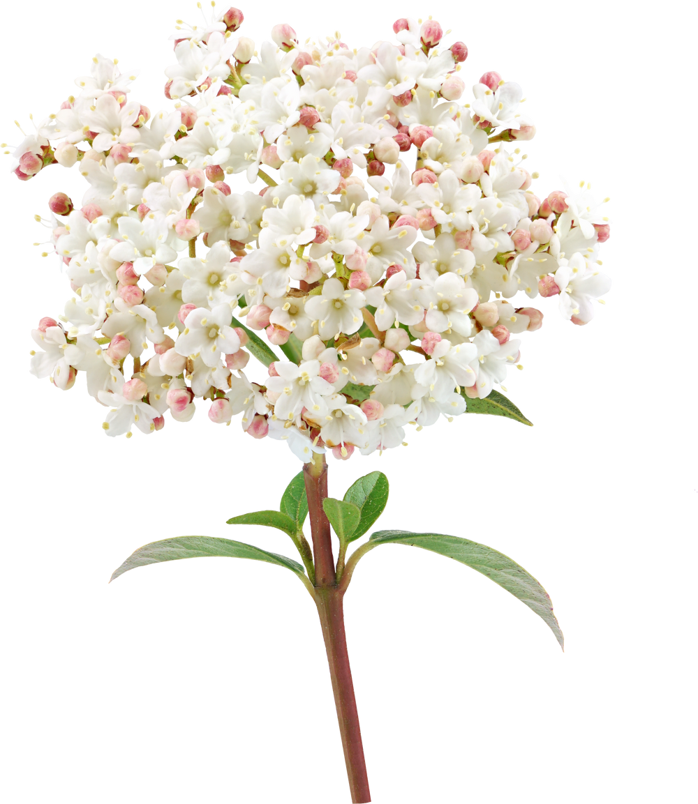 Viburnum Flower in Garden Spring