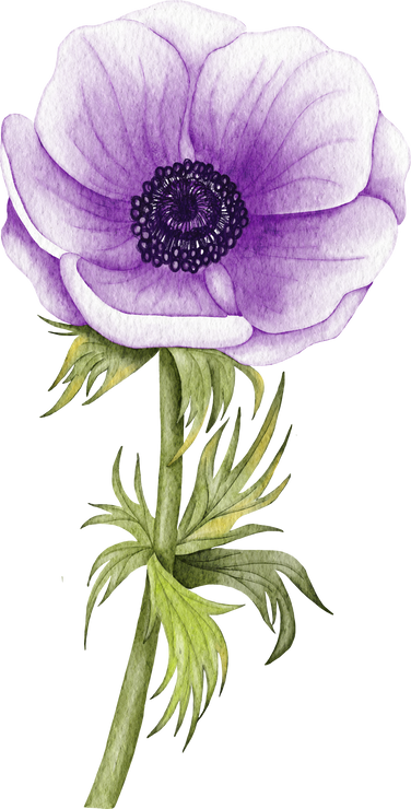 Painted Watercolor Anemone Flower. Purple wedding anemone illustration.