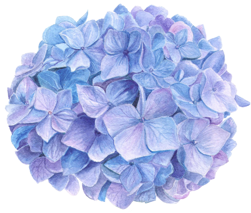 Blue Hydrangea Watercolor Flowers