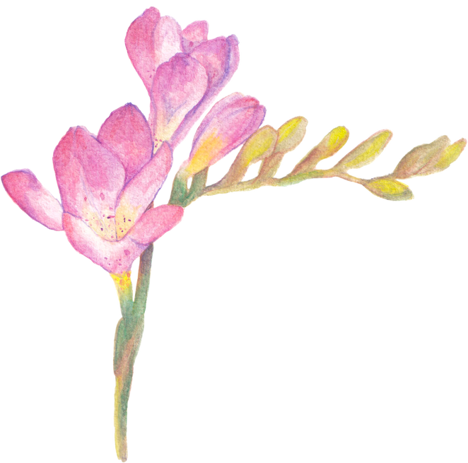 Hand Drawn Freesia