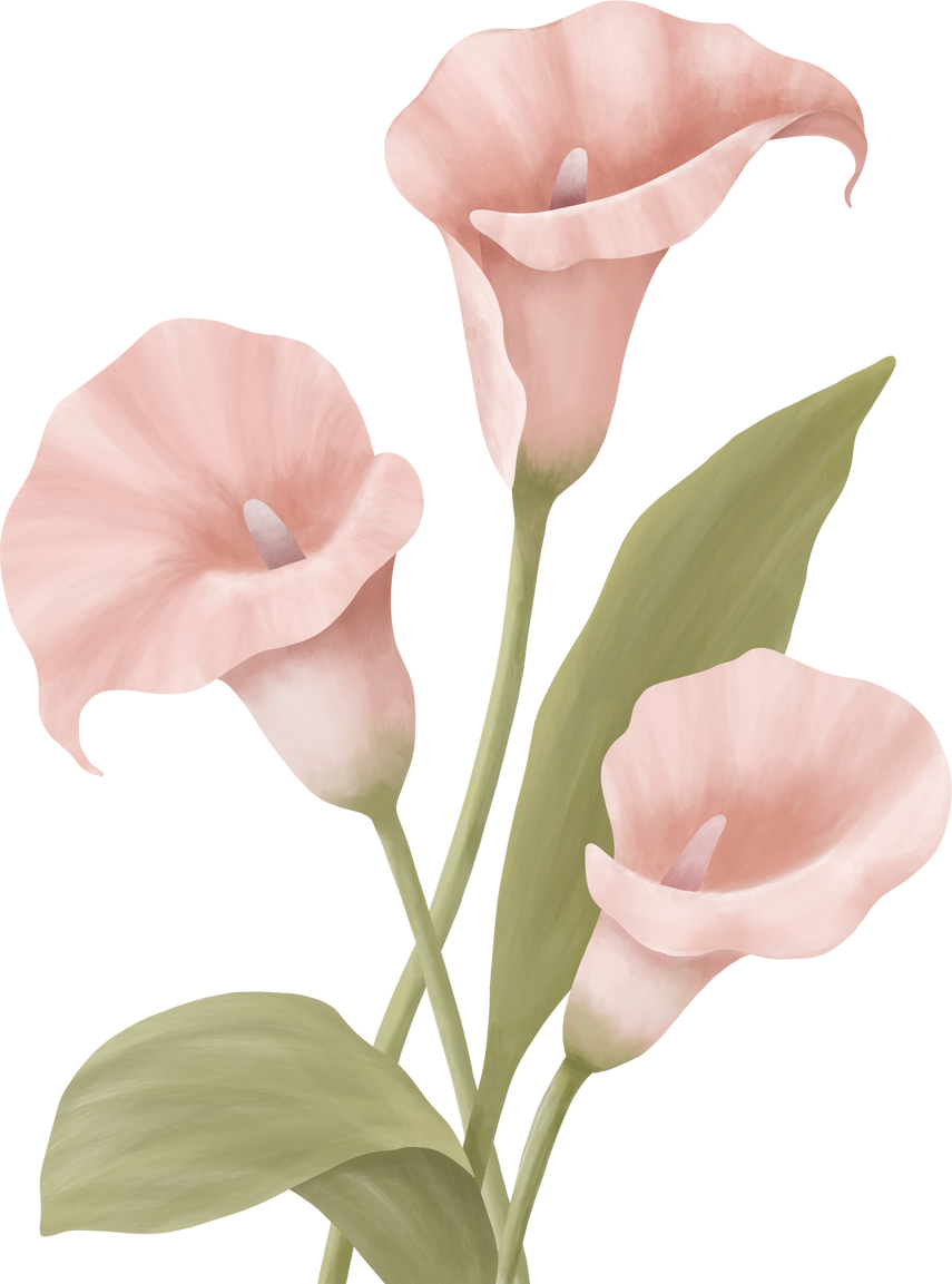 Cala Lilly Flower Illustration